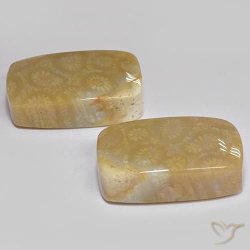 Pedras preciosas de Coral fóssil Multicolorido natural de 35.99 ct, Almofada, Opaco