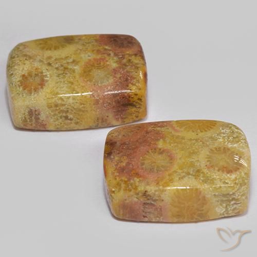 Pedras preciosas de Coral fóssil Multicolorido natural de 16.64 ct, Almofada, Opaco
