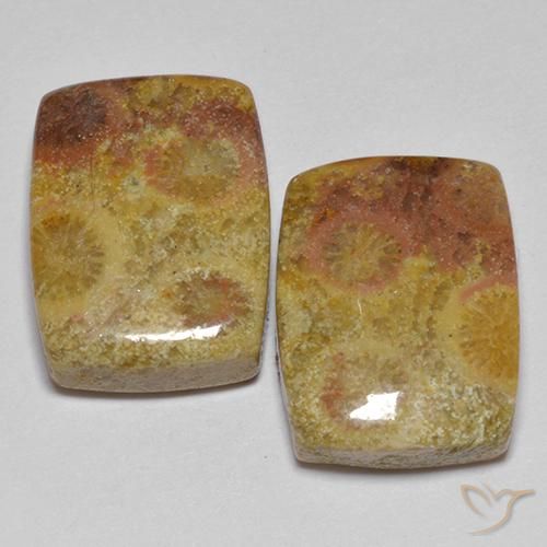 Pedras preciosas de Coral fóssil Multicolorido natural de 16.64 ct, Almofada, Opaco