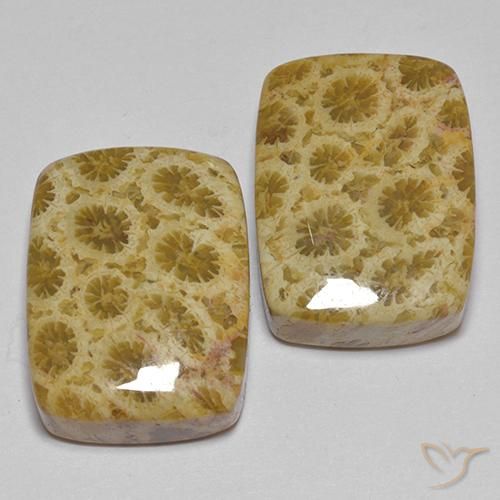 Pedras preciosas de Coral fóssil Multicolorido natural de 27.28 ct, Almofada, Opaco