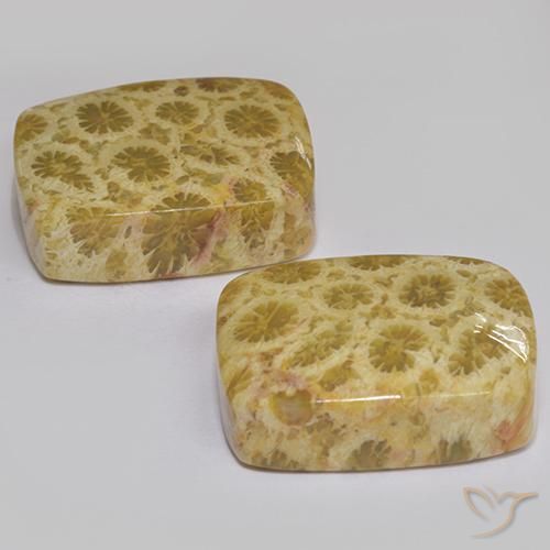 Pedras preciosas de Coral fóssil Multicolorido natural de 27.28 ct, Almofada, Opaco