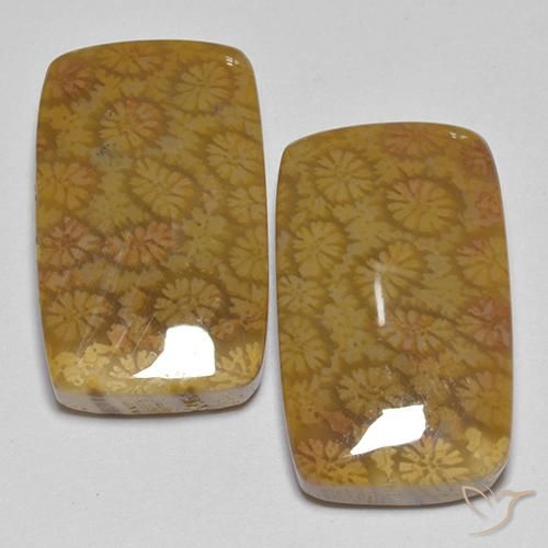25.75ctw Natural Multicolorido Coral fóssil, Almofada, Opaco