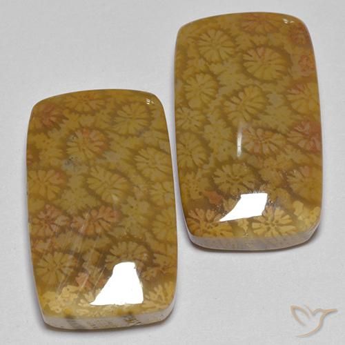 Pedras preciosas de Coral fóssil Multicolorido natural de 25.75 ct, Almofada, Opaco