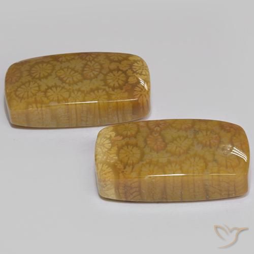 Pedras preciosas de Coral fóssil Multicolorido natural de 25.75 ct, Almofada, Opaco