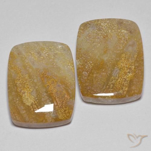 Pedras preciosas de Coral fóssil Multicolorido natural de 21.49 ct, Almofada, Opaco