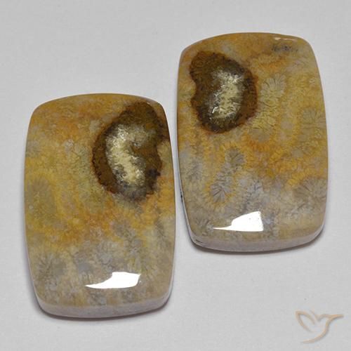 Pedras preciosas de Coral fóssil Multicolorido natural de 24.86 ct, Almofada, Opaco