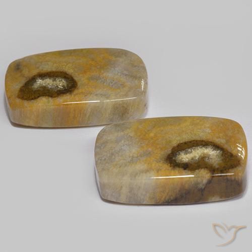 Pedras preciosas de Coral fóssil Multicolorido natural de 24.86 ct, Almofada, Opaco