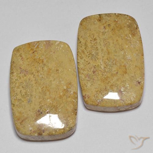 Pedras preciosas de Coral fóssil Multicolorido natural de 28.04 ct, Almofada, Opaco