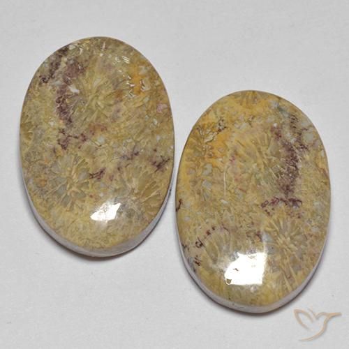 17.68ctw Natural Multicolorido Coral fóssil, oval, Opaco