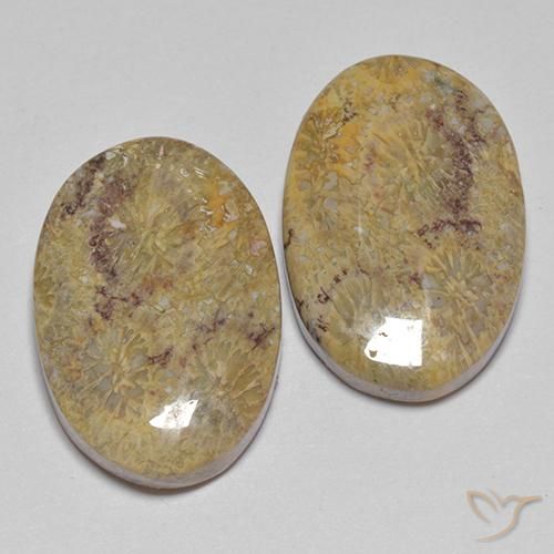 Pedras preciosas de Coral fóssil Multicolorido natural de 17.68 ct, oval, Opaco