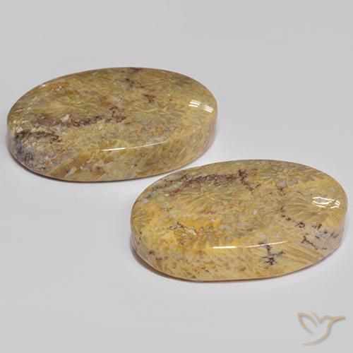 Pedras preciosas de Coral fóssil Multicolorido natural de 17.68 ct, oval, Opaco