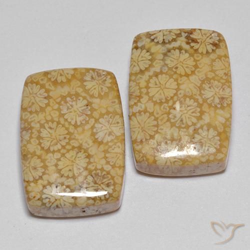 Pedras preciosas de Coral fóssil Multicolorido natural de 22.29 ct, Almofada, Opaco