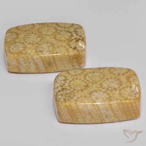 Pedras preciosas de Coral fóssil Multicolorido natural de 22.29 ct, Almofada, Opaco