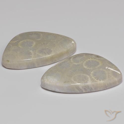 Pedras preciosas de Coral fóssil Multicolorido natural de 27.77 ct, Forma extravagante, Opaco