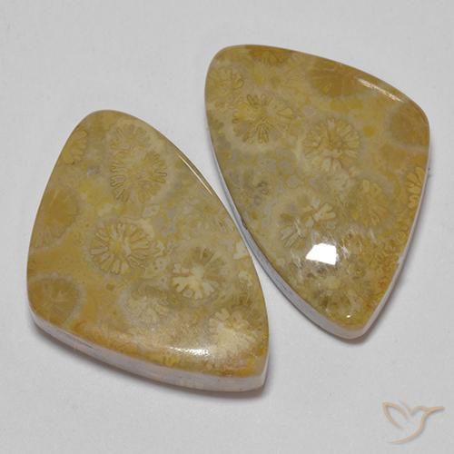 Pedras preciosas de Coral fóssil Multicolorido natural de 29.23 ct, Chique, Opaco