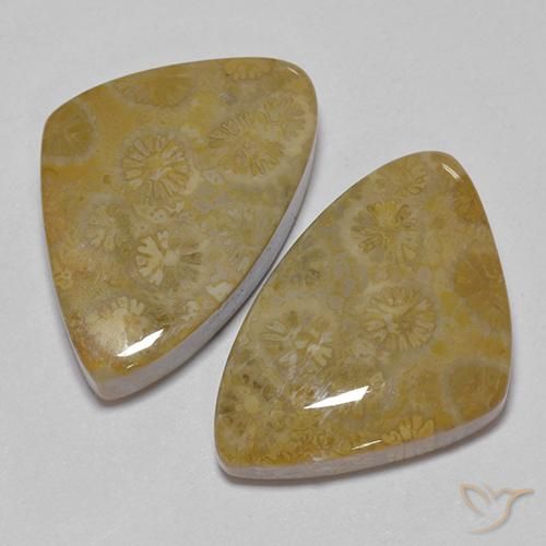 Pedras preciosas de Coral fóssil Multicolorido natural de 29.23 ct, Chique, Opaco