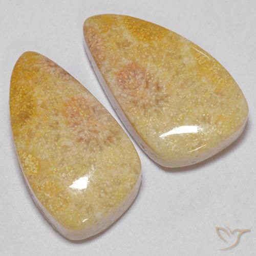 Pedras preciosas de Coral fóssil Multicolorido natural de 20.83 ct, Chique, Opaco