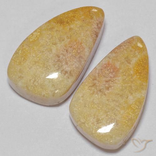 Pedras preciosas de Coral fóssil Multicolorido natural de 20.83 ct, Chique, Opaco