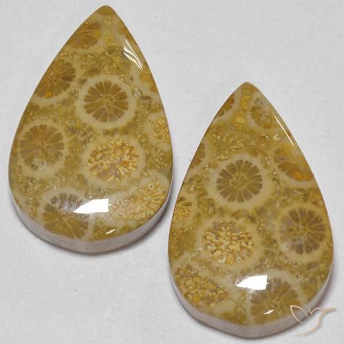 Pedras preciosas de Coral fóssil Multicolorido natural de 17.56 ct, Formato de pêra, Opaco