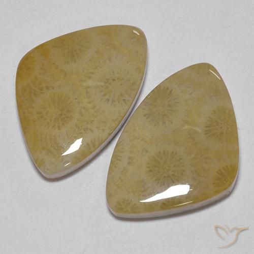 Pedras preciosas de Coral fóssil Multicolorido natural de 23.43 ct, Chique, Opaco