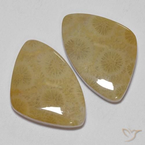 Pedras preciosas de Coral fóssil Multicolorido natural de 23.43 ct, Chique, Opaco
