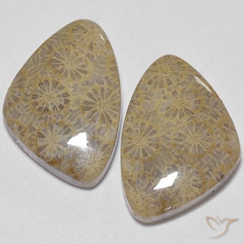 25.49ctw Natural Multicolorido Coral fóssil, Chique, Opaco