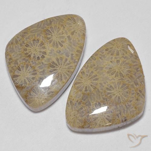 Pedras preciosas de Coral fóssil Multicolorido natural de 25.49 ct, Chique, Opaco