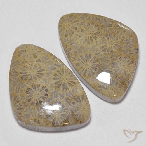 Pedras preciosas de Coral fóssil Multicolorido natural de 25.49 ct, Chique, Opaco