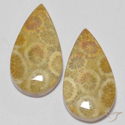 15.93ctw Natural Multicolorido Coral fóssil, Formato de pêra, Opaco
