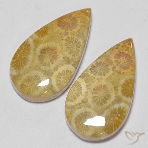 Pedras preciosas de Coral fóssil Multicolorido natural de 15.93 ct, Formato de pêra, Opaco