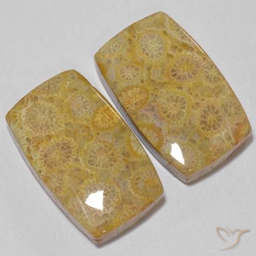 Pedras preciosas de Coral fóssil Multicolorido natural de 28.73 ct, Almofada, Opaco