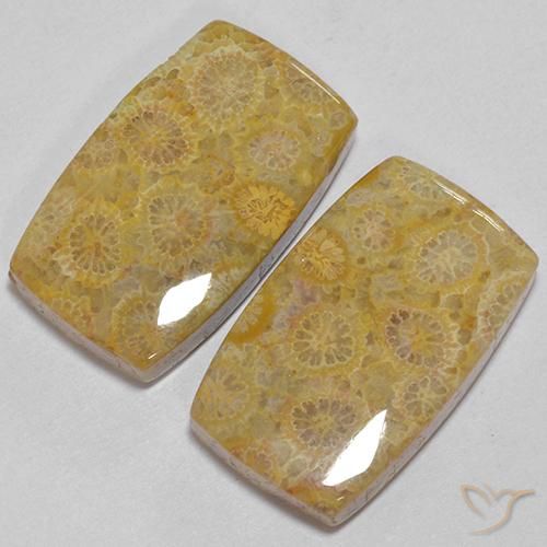Pedras preciosas de Coral fóssil Multicolorido natural de 28.73 ct, Almofada, Opaco