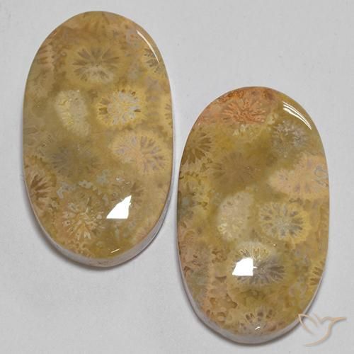 24.74ctw Natural Multicolorido Coral fóssil, oval, Opaco