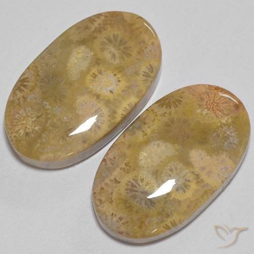Pedras preciosas de Coral fóssil Multicolorido natural de 24.74 ct, oval, Opaco