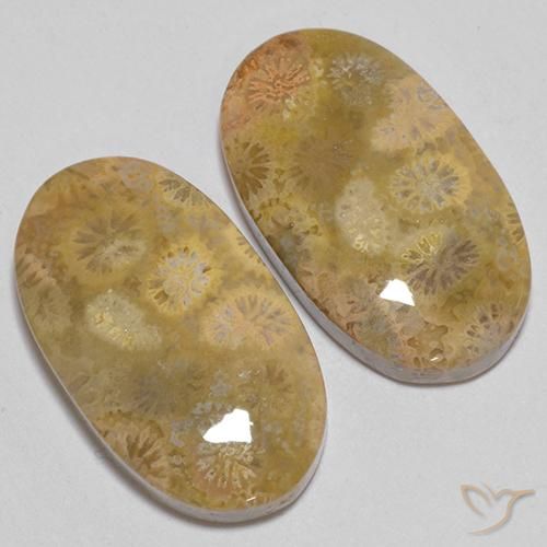 Pedras preciosas de Coral fóssil Multicolorido natural de 24.74 ct, oval, Opaco