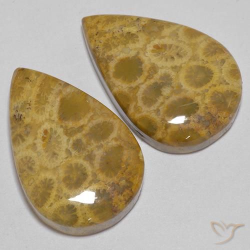 Pedras preciosas de Coral fóssil Multicolorido natural de 40.40 ct, Formato de pêra, Opaco