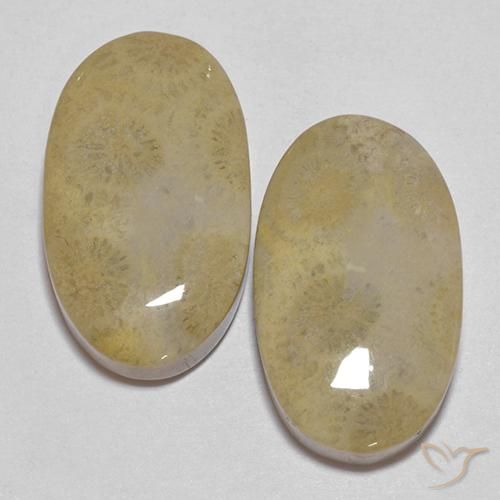 26.68ctw Natural Multicolorido Coral fóssil, oval, Opaco