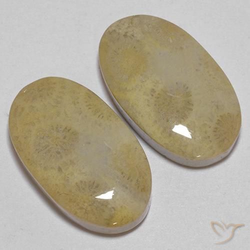 Pedras preciosas de Coral fóssil Multicolorido natural de 26.68 ct, oval, Opaco