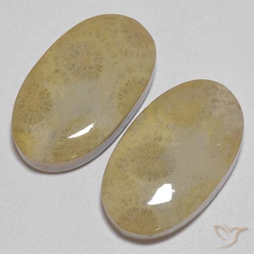 Pedras preciosas de Coral fóssil Multicolorido natural de 26.68 ct, oval, Opaco