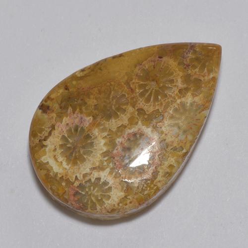 Coral fóssil Multicolorido Natural 13.74ct, Formato de pêra, Opaco