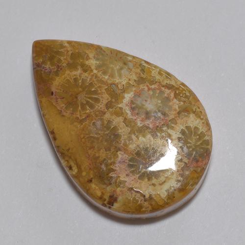 Coral fóssil Multicolorido Natural 13.74ct, Formato de pêra, Opaco
