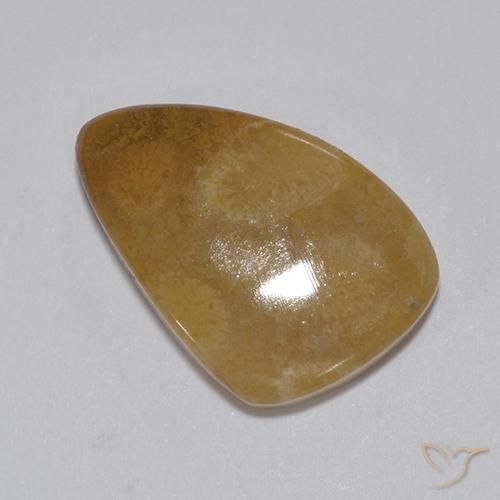 8.15ct Natural Multicolorido Coral fóssil, Chique, Opaco