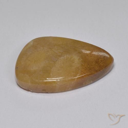 Coral fóssil Multicolorido Natural 8.15ct, Chique, Opaco