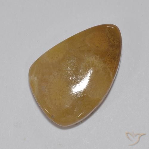 Coral fóssil Multicolorido Natural 8.15ct, Chique, Opaco