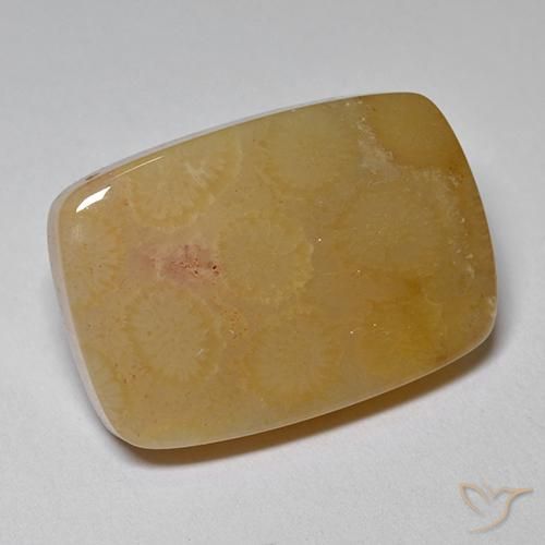 Coral fóssil Multicolorido Natural 16.47ct, Almofada, Opaco