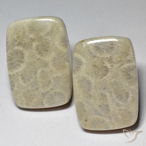 Pedras preciosas de Coral fóssil Multicolorido natural de 29.07 ct, Almofada, Opaco
