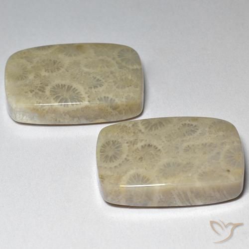 Pedras preciosas de Coral fóssil Multicolorido natural de 29.07 ct, Almofada, Opaco