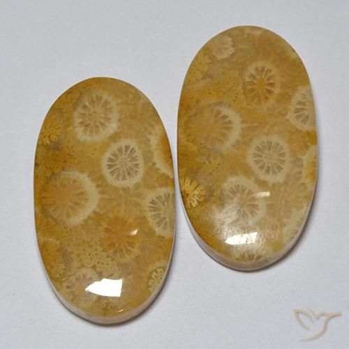 31.80ctw Natural Multicolorido Coral fóssil, oval, Opaco