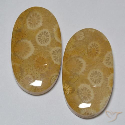 Pedras preciosas de Coral fóssil Multicolorido natural de 31.80 ct, oval, Opaco
