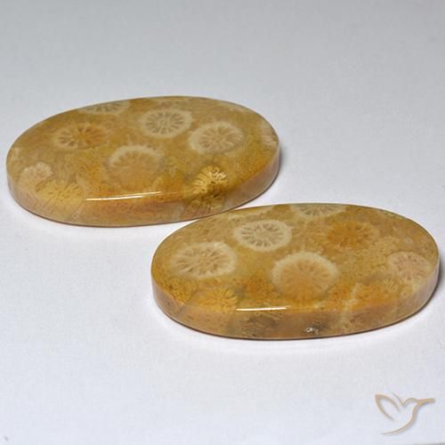 Pedras preciosas de Coral fóssil Multicolorido natural de 31.80 ct, oval, Opaco